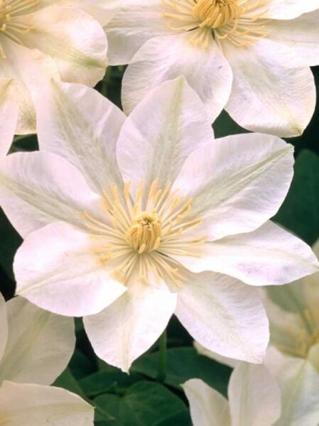 Waldrebe 'Guernsey Cream' / Clematis 'Guernsey Cream'