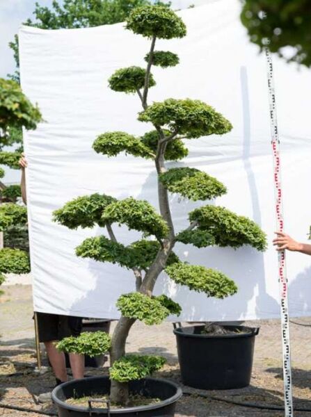 Ulmus minor 'Jacqueline Hillier', Feldulme als Garten-Bonsai, ca. 240 cm hoch und 130 cm breit, Formschnitt in mehreren Etagen, im Topf.
