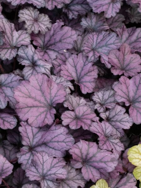Heuchera micrantha 'Forever Purple ®' / Purpurglöckchen 'Forever Purple ®'