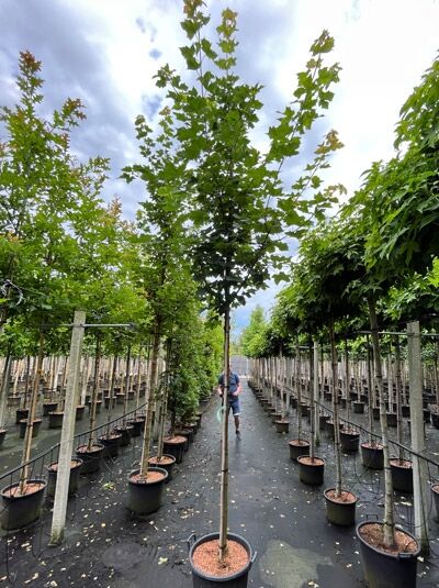 Spitz-Ahorn (Acer platanoides 'Farlake's Green') Hochstamm im Container, gerader Stamm mit durchgehender Krone und grünem Laub.