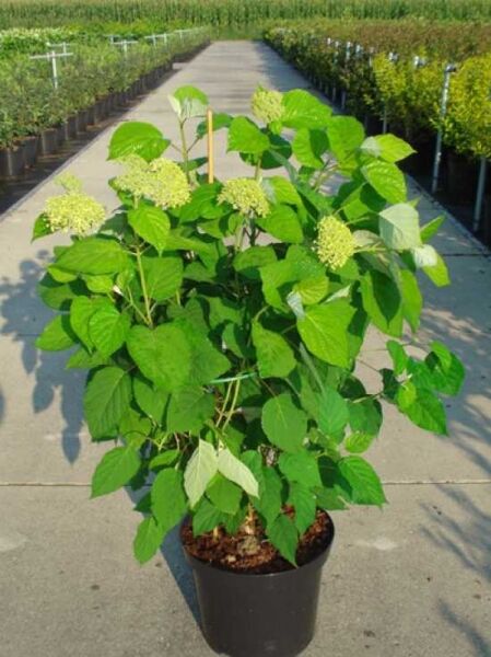 Schneeball-Hortensie 'Incrediball ®' ('Strong Annabelle') / Hydrangea arborescens 'Incrediball ®' ('Strong Annabelle')