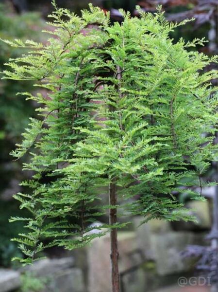 Taxodium distichum 'Cascade Falls' Stämmchen / Sumpfzypresse 'Cascade Falls'