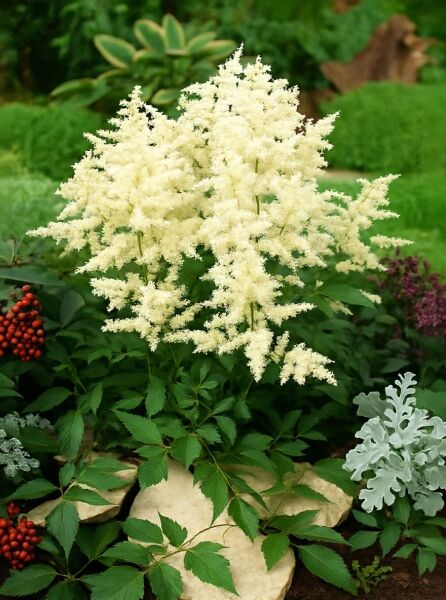 Pracht-Spiere „Weiße Gloria“ (Astilbe arendsii) mit cremeweißen, aufrechten Blütenrispen und grün gefiedertem Laub