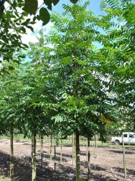 Flügelnuss / Flügelnuss