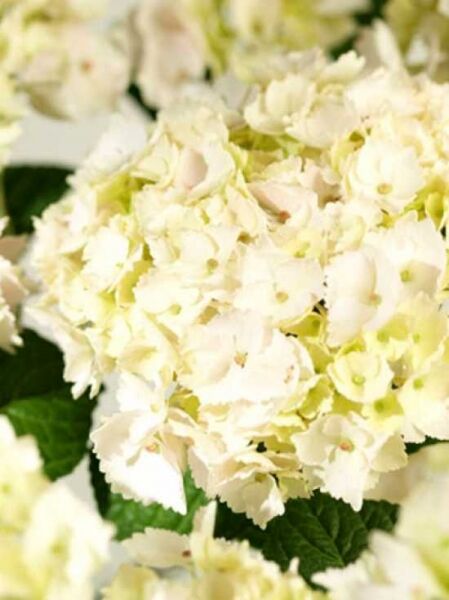 Bauern-Hortensie 'Hovaria Hopaline'® / Hydrangea macrophylla 'Hovaria Hopaline'®