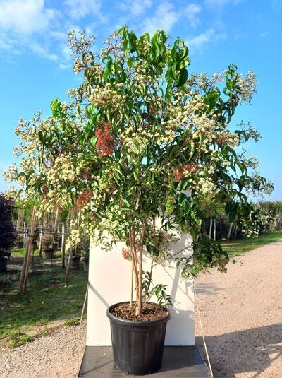 Sieben-Söhne-des-Himmels-Strauch / Heptacodium miconioides
