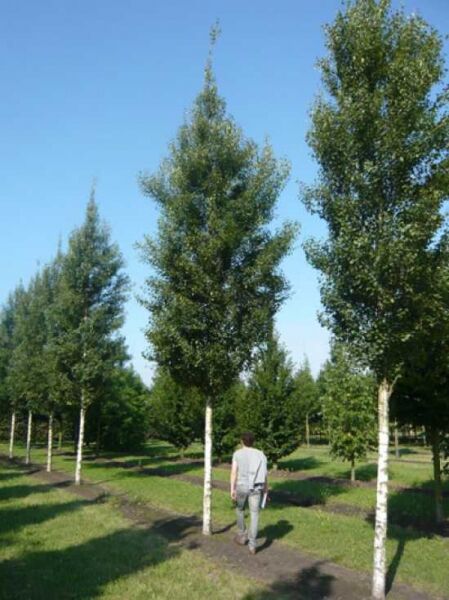 Säulen-Birke 'Fastigiata' (Betula pendula 'Fastigiata') als hochwachsender Baum mit schlankem Wuchs und weißer Rinde in Baumschule.
