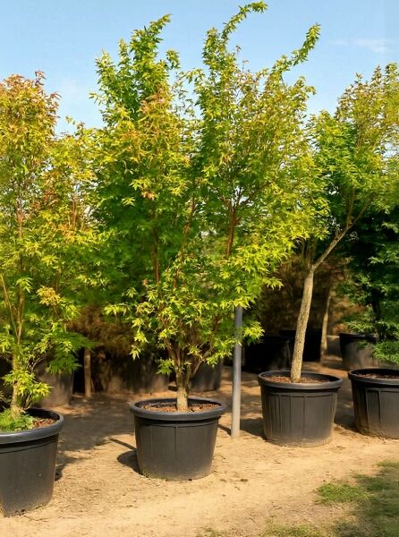 Korallenrinden-Ahorn (Acer palmatum 'Sango-kaku') 250-300 cm, im großen Pflanzkübel (C110) mit grünen, gelappten Blättern