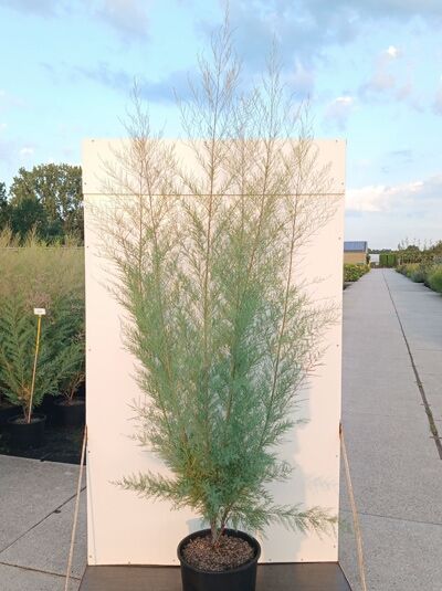 Heide-Tamariske 'Pink Cascade' - Tamarix ramosissima 'Pink Cascade'