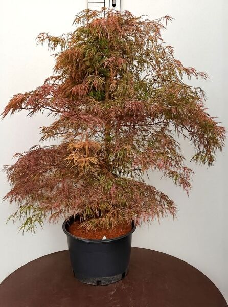 Fächer-Ahorn Acer palmatum 'Hana Matoi' im Topf, mehrstämmig, mit fein geschlitzten rotgrünen Blättern.