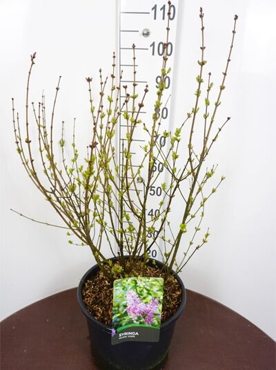 Syringa 'Josee' / Zwerg-Duftflieder 'Josee' 80-100 cm C12, mehrtriebiger Strauch im Container mit frischen Austrieben