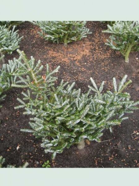 Abies koreana 'Silver Show' / Korea-Tanne, 50–60 cm m. B., buschiger Nadelbaum mit silbrig-grünen Nadeln im Topfballen