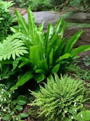 Hirschzungenfarn / Hirschzunge - Phyllitis scolopendrium - Baumschule  NewGarden
