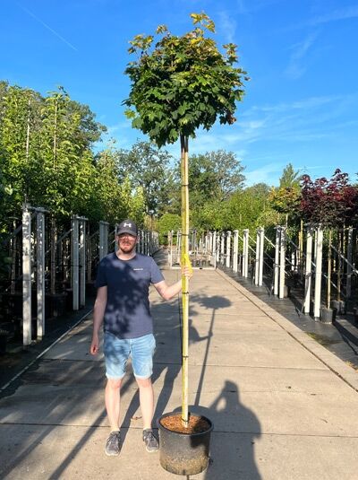 Acer platanoides 'Golden Globe' / Gold-Kugelahorn, Hochstamm mit Kugelkrone im Container, Stamm 225 cm, 8–10 StU