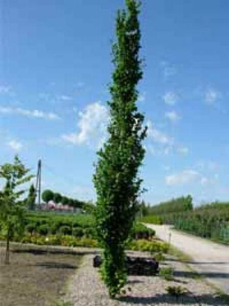 Säulen-Ulme 'Columella' / Ulmus 'Columella'