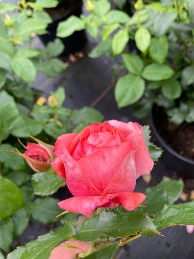 Edelrose 'Bijou Corail' / Edelrose 'Bijou Corail'