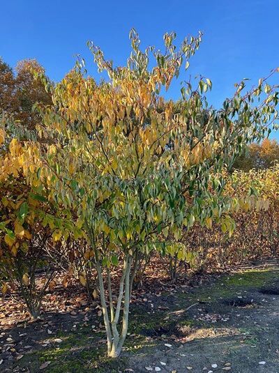 Pagoden-Hartriegel (Cornus controversa) mehrstämmig, 400–450 cm, mit aufrechtem Wuchs und grün-gelblichem Laub.