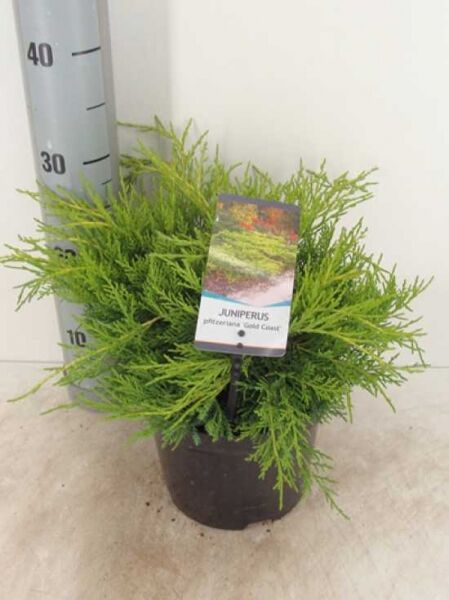 Juniperus pfitzeriana 'Gold Coast' / Goldener Pfitzer-Wacholder 25–30 cm (breit), C3-Topf, buschiger Wuchs, grün-goldenes Nadelkleid