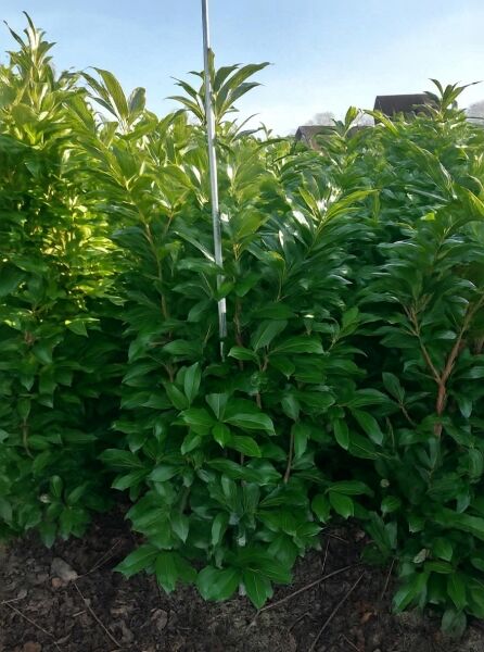 Prunus laurocerasus 'Greenpeace' / Immergrüne Lorbeerkirsche 'Greenpeace', 125-150 cm m. B., dicht belaubter Strauch im Feld.