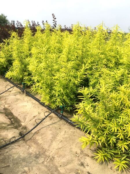 Japanische Drachenweide 'Golden Sunshine' ® / Salix sach. 'Golden Sunshine' ®