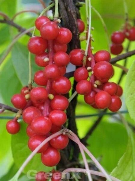 Schisandra chinensis (Chinesische Vitalbeere) mit roten Beeren in Trauben am Klettertrieb zwischen grünen Blättern