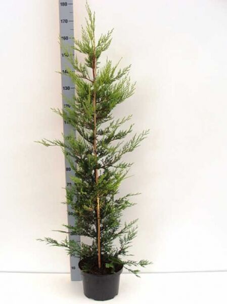 Gelbe Riesenzypresse (Cupressocyparis leylandii 'Castlewellan Gold') 125-150 cm C10, schlanke Konifere im Topf mit Stützstab