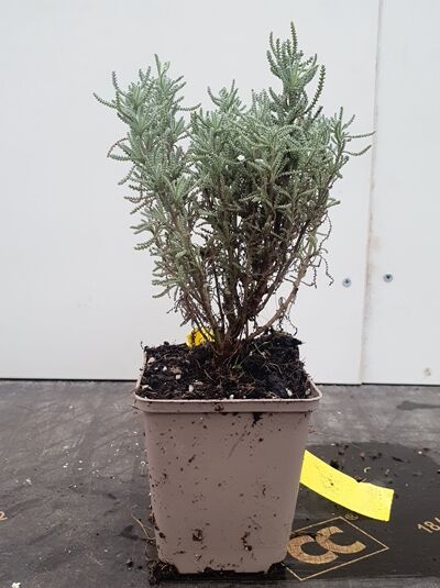 Santolina serratifolia / Heiligenkraut P9 im Topf, buschiger Wuchs mit silbrig-grünen, feinen Blättern.