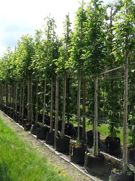 Magnolia kobus (Kobus-Magnolie) Hochstamm 12–14 StU im Container, aufrecht wachsender Baum mit grünem Laub in Baumschule