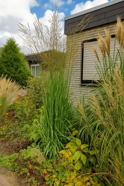 Hohes Pfeifengras 'Skyracer' / Hohes Pfeifengras 'Skyracer'