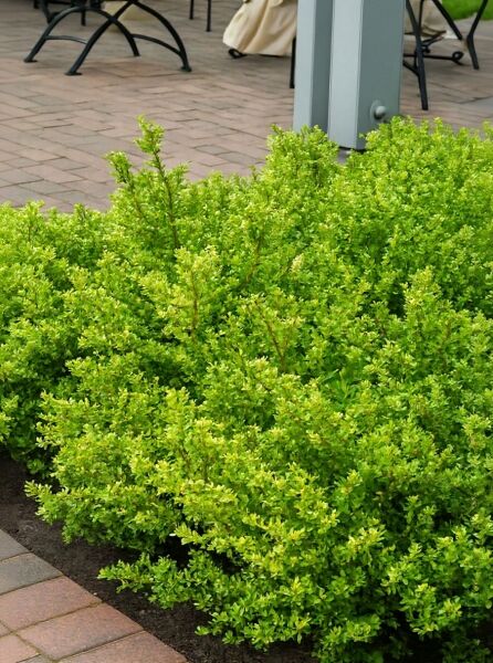 Zwerg-Bergilex 'Stokes' (Ilex crenata 'Stokes') als dicht verzweigter Strauch mit kleinen, hellgrünen Blättern im Beet.