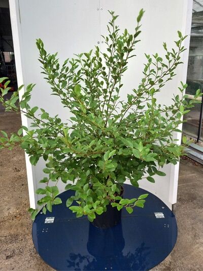 Griselinie (Griselinia littoralis) 80–100 cm C15, buschiger Strauch im schwarzen Pflanztopf mit grünen, ovalen Blättern.