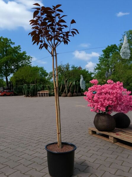 Prunus serrulata 'Royal Burgundy' Stämmchen, Rotblättrige Nelkenkirsche, 150 cm Stamm im Container (C10)