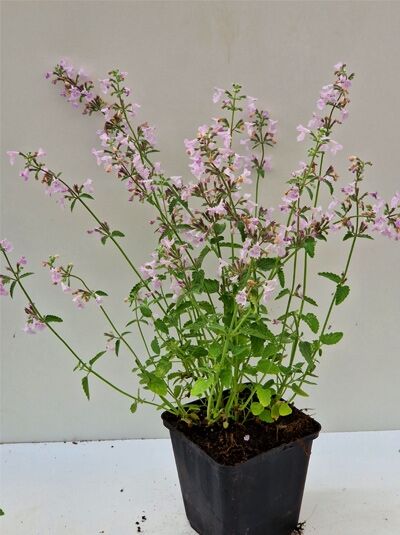 Nepeta racemosa 'Amelia' / Katzenminze 'Amelia' P9 im Topf, aufrechte Triebe mit grünen Blättern und hellvioletten Blüten.