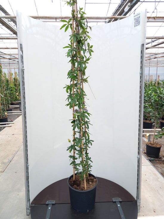 zamioculcas raven variegata Zamioculcas Zamiifolia "Raven ZZ" Pink Variegated (wk17-UQ)  Rare Plant  Fairy