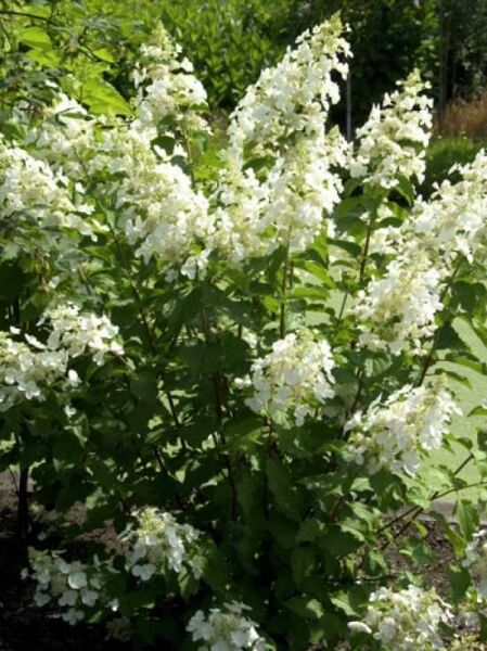 Hydrangea paniculata 'Pink Lady' / Rispen-Hortensie 'Pink Lady'
