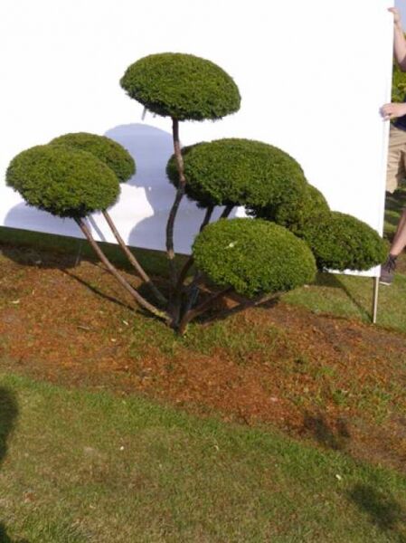 Garten-Bonsai (0061) / Taxus baccata 'Washingtonii' H: 110 B: 160 cm