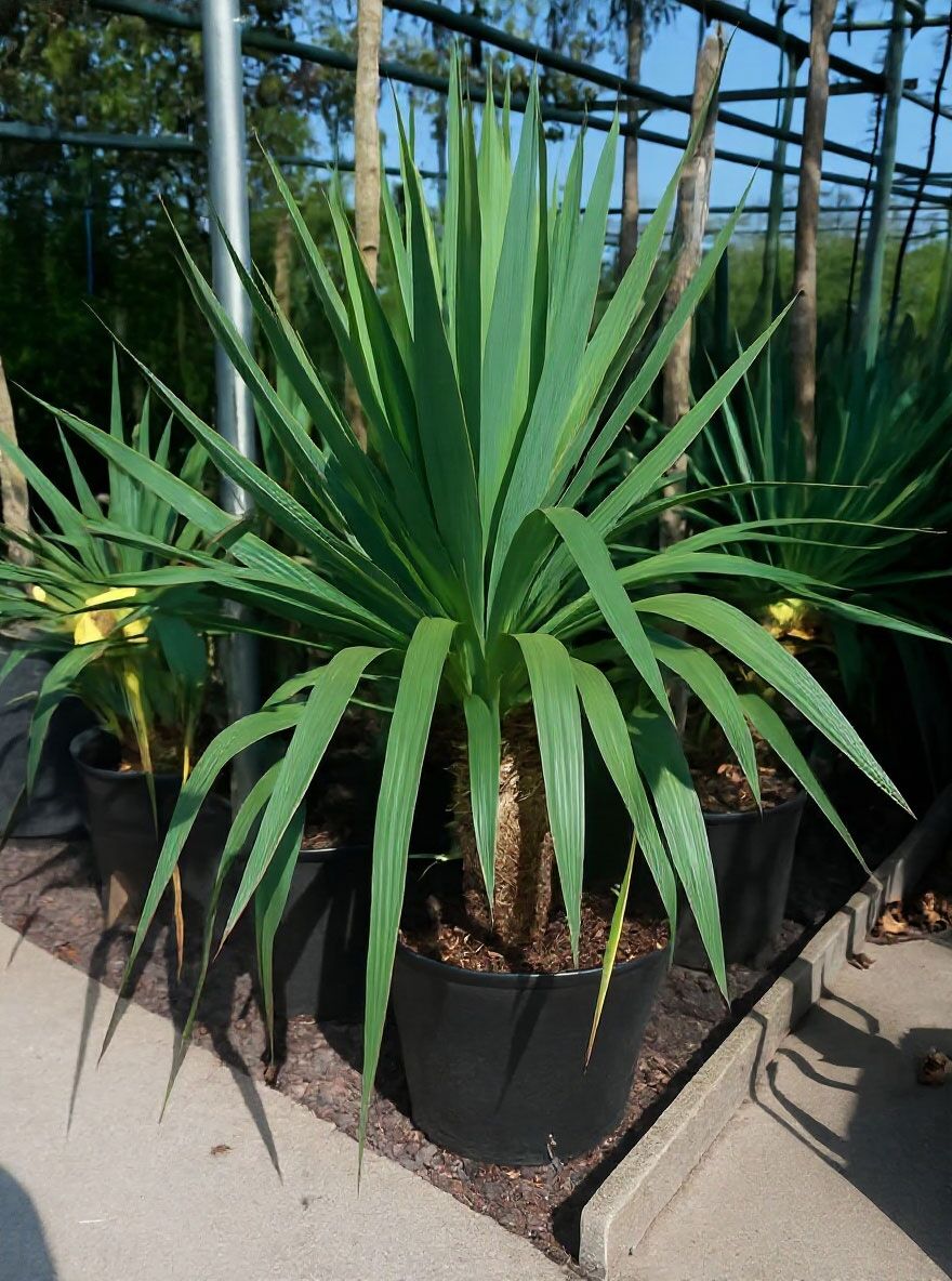 Kerzen-Palmlilie / Spanischer Dolch - Yucca gloriosa - Baumschule NewGarden