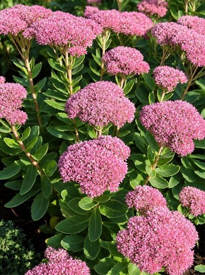 Fetthenne 'Septemberglut' - Sedum spectabile 'Septemberglut'
