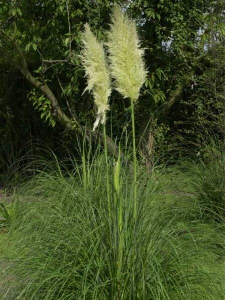 Hohes Garten-Pampasgras 'Sunningdale Silver' / Hohes Garten-Pampasgras 'Sunningdale Silver'