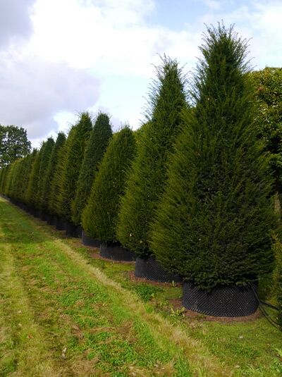Heimische Eibe 'Kegel' / Taxus baccata 'Kegel'