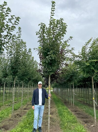 Prunus padus 'Tiefurt', Trauben-Kirsche 'Tiefurt' Hochstamm 16-18 StU mit Drahtballen, Baum mit Krone im Feld