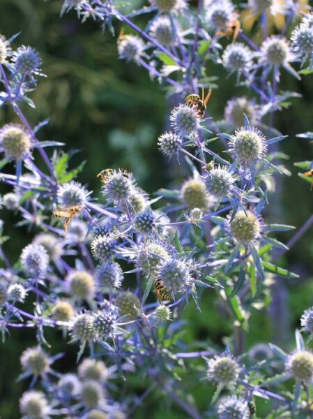 Dreiteilige Mannstreu / Eryngium tripartitum