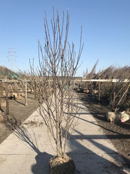 Großblumige Magnolie Magnolia 'Galaxy', 200-250 cm, mehrstämmig mit Drahtballen (m. Db.)