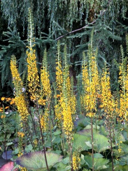 Kerzen Goldkolben 'Weihenstephan' / Ligularia Stenocephala-Hybride 'Weihenstephan'