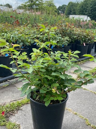 Rosa 'Charles de Nervaux' – Strauchrose 'Charles de Nervaux' C5 im Topf, grünes Laub und mehrere Triebe im Baumschulquartier.
