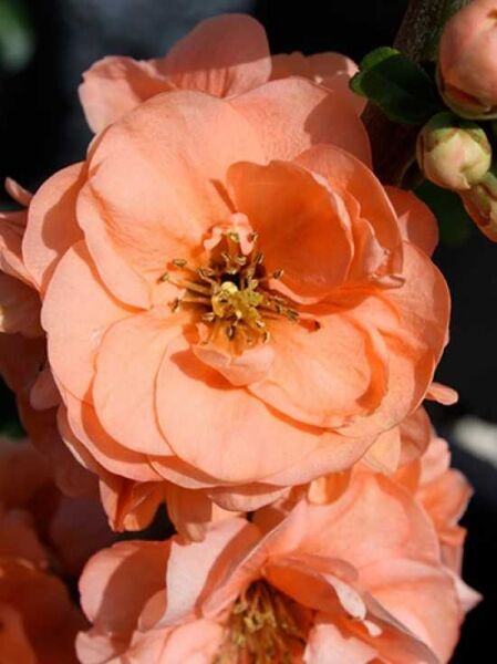 Zierquitte 'Cameo' / Chaenomeles superba 'Cameo'