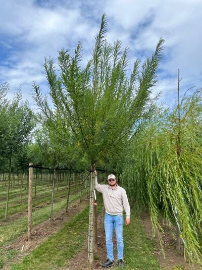 Korb-Weide / Hanf-Weide / Elb-Weide / Band-Weide / Korb-Weide / Hanf-Weide / Elb-Weide / Band-Weide