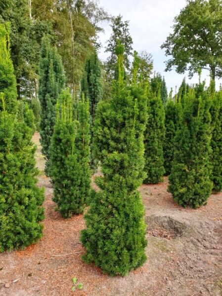Taxus media 'Viridis' / Säulen-Eibe 'Viridis' 140-160 cm m. B., säulenförmiger, immergrüner Nadelgehölz-Strauch im Feldbestand