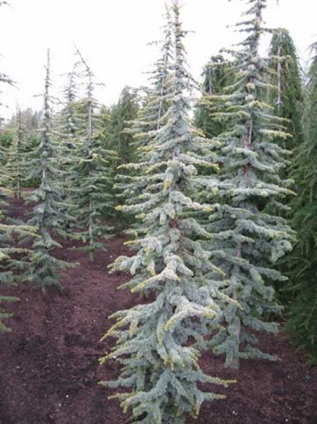 Cedrus libani 'Aurea Robusta' / Gelbe Zeder