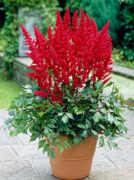 Pracht-Spiere 'Fanal' / Astilbe arendsii-hybride 'Fanal'